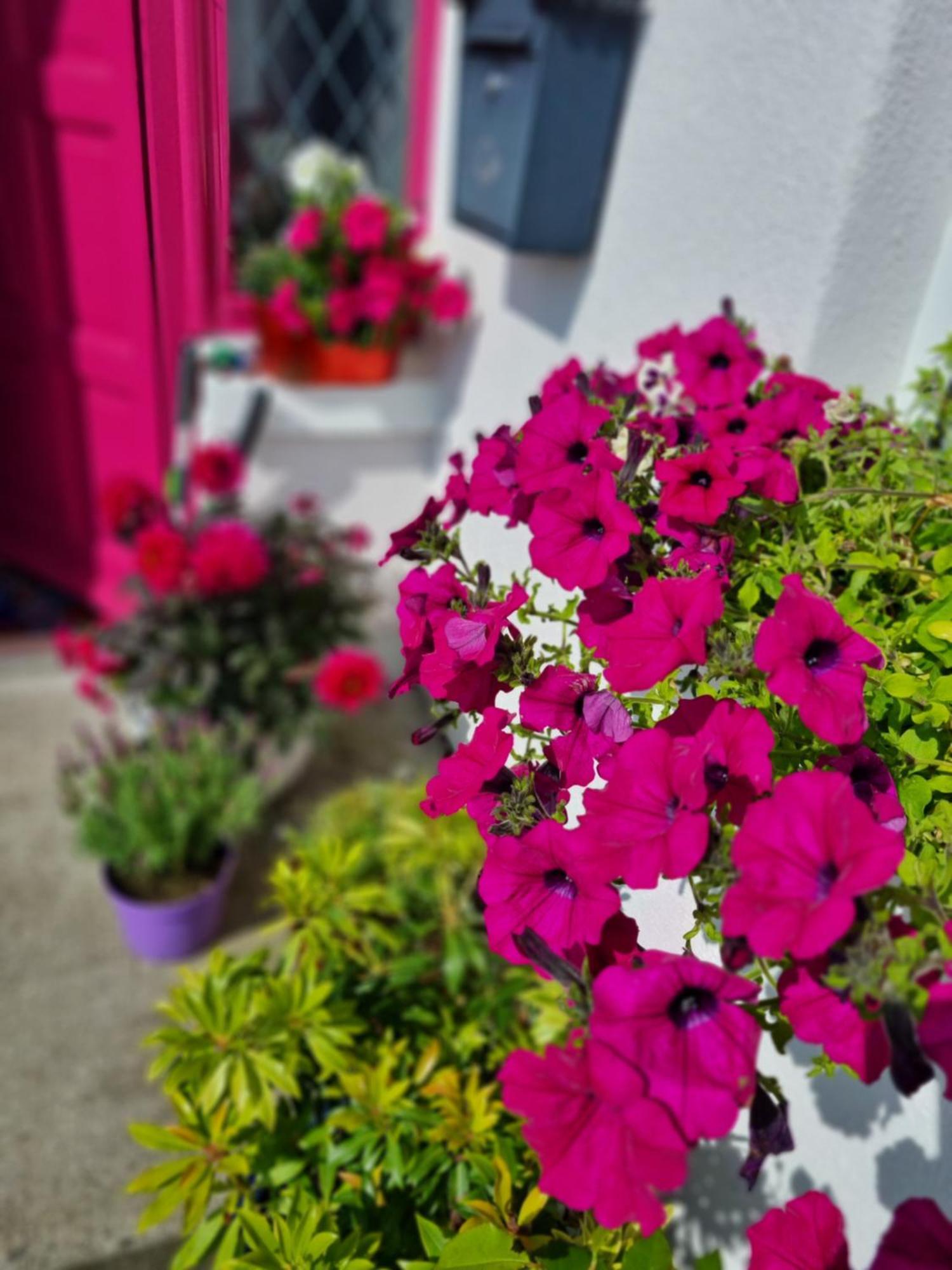 شقة The Pink Door Killala المظهر الخارجي الصورة